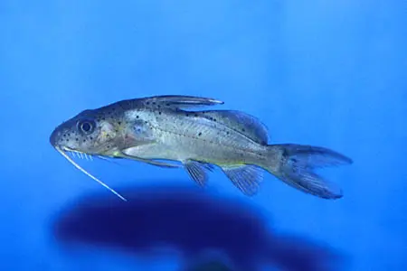 圆点油鲶