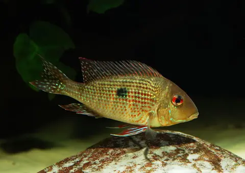 Geophagus brokopondo
