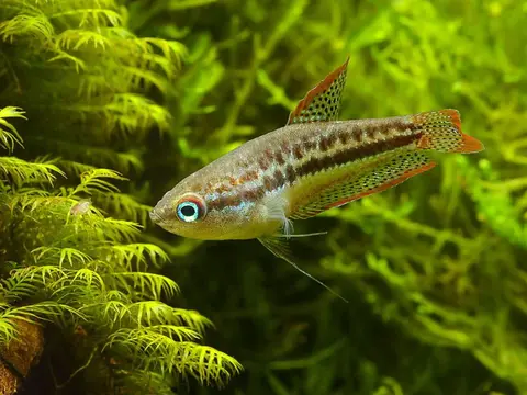 短攀鲈