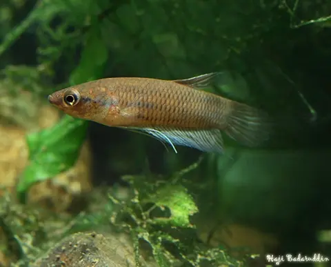 Betta krataios