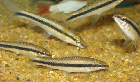 Crossocheilus atrilimes