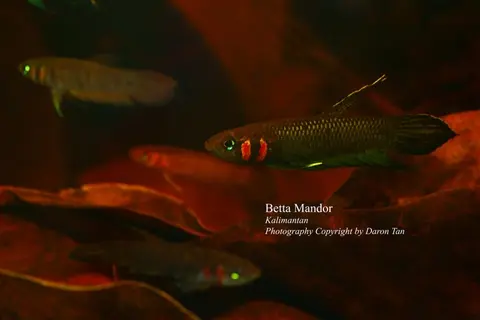 Betta mandor