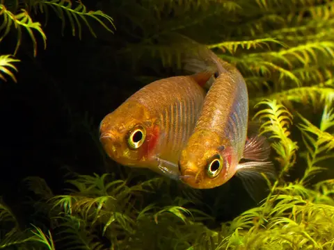 Danio erythromicron