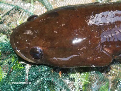 Channa baramensis