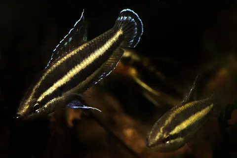Parosphromenus sp. 'Sentang'