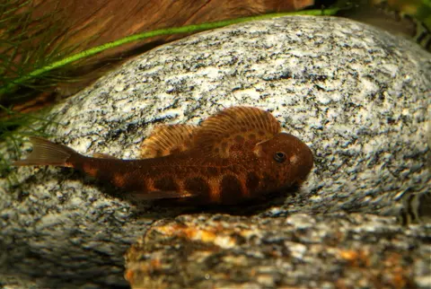刺臀华吸鳅