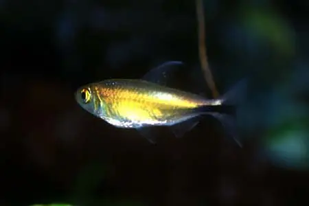 长鳍鲑脂鲤
