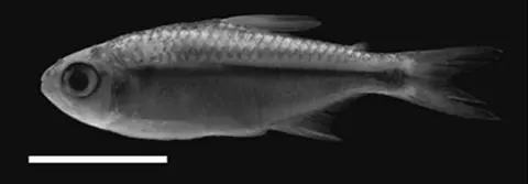 Hyphessobrycon acaciae
