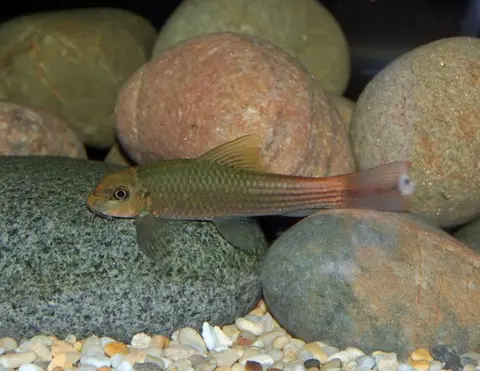 Garra sp. 'redtail'