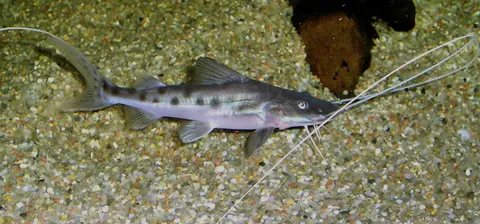 Brachyplatystoma capapretum