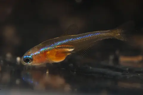 宝莲灯
