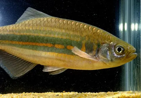 Devario assamensis