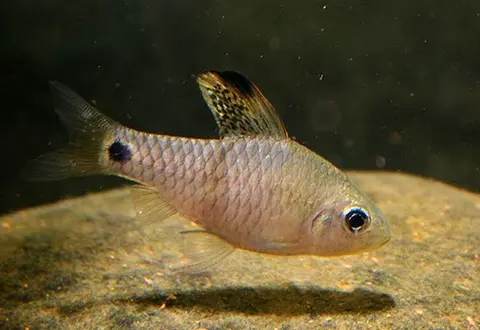 Oreichthys crenuchoides