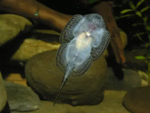 思凡腹吸鳅