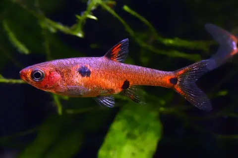 斑纹泰波鱼