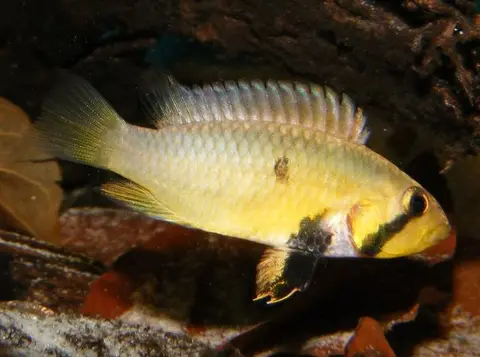Apistogramma barlowi