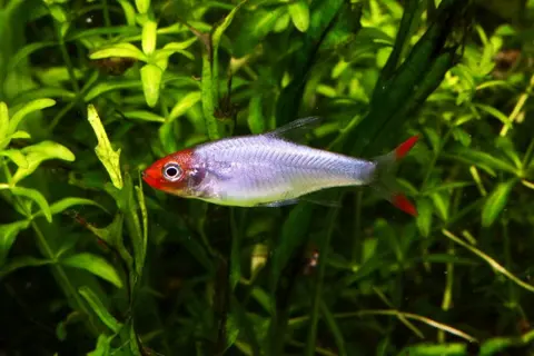 Sawbwa resplendens