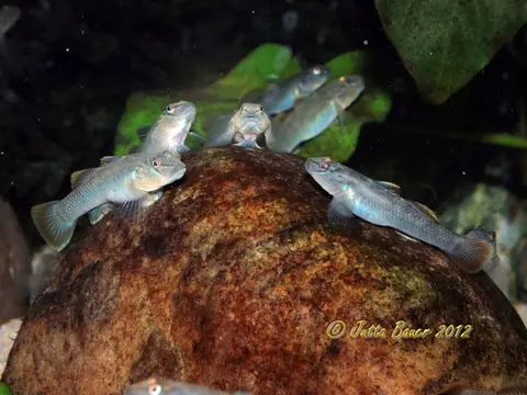 南台吻鰕虎鱼