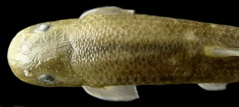 Garra nambulica