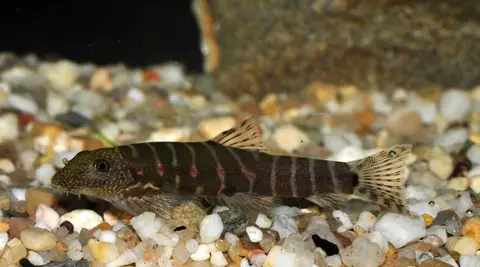 Erromyzon sp. 'ER02'