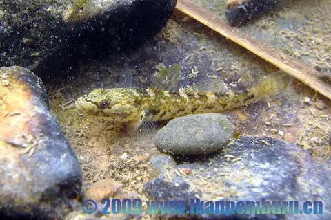 雀斑吻鰕虎鱼