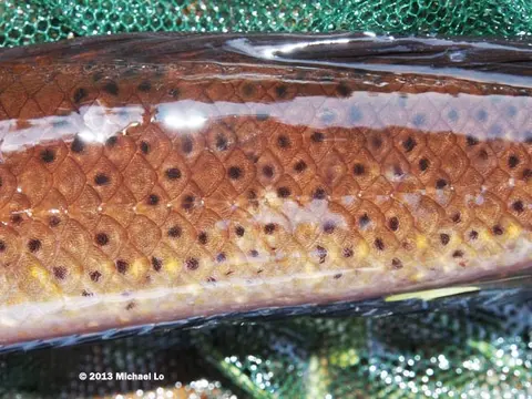 Channa baramensis