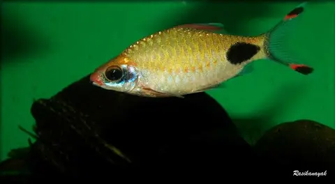 Dawkinsia assimilis