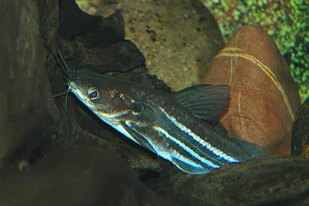 秘鳠