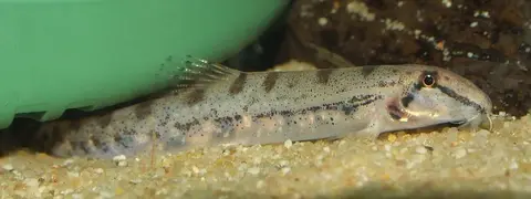 Kottelatlimia hipporhynchos