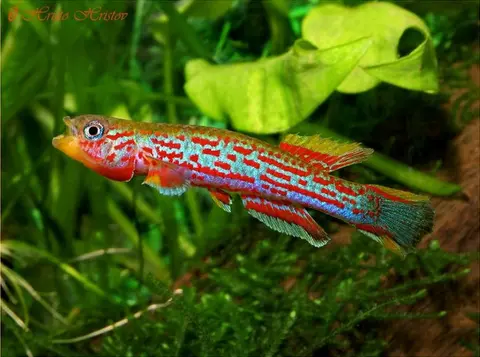 Aphyosemion hanneloreae
