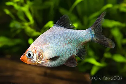 虎皮鱼