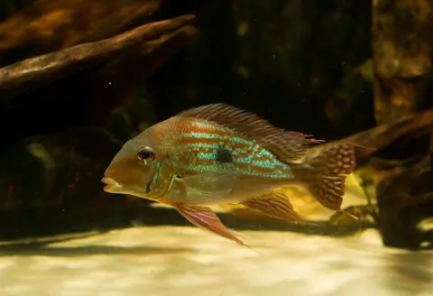 Geophagus winemilleri