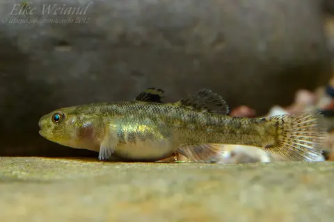 沙漠虾虎