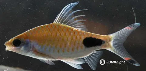 Dawkinsia assimilis