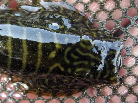 Gastromyzon sp. 'SK02'