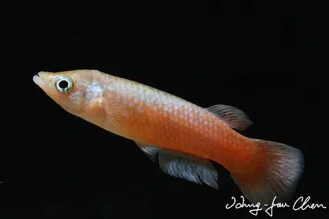 萨氏粗背鮰