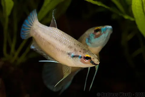 Betta kuehnei