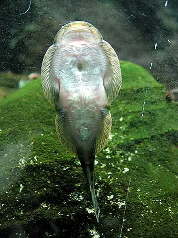 Gastromyzon sp. 'SK03'