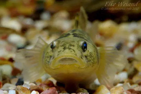 沙漠虾虎