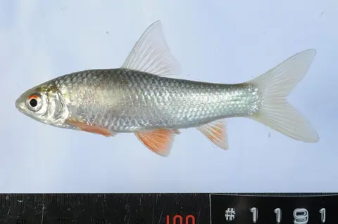 Gymnostomus ornatapinnis