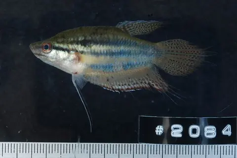 条纹短攀鲈
