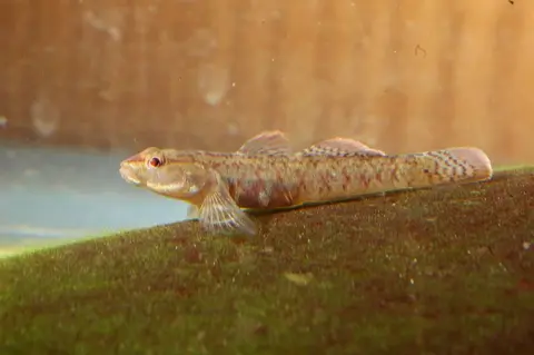 Rhinogobius zhoui