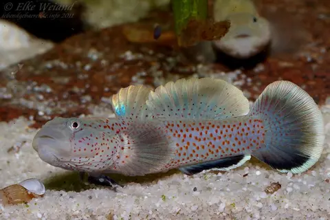 短吻红斑吻鰕虎鱼