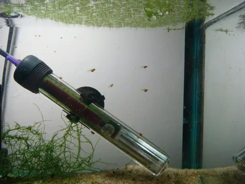Microdevario kubotai