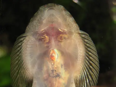 矮外腹吸鳅