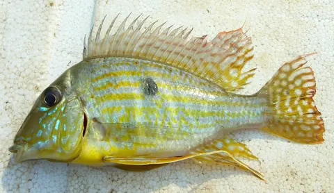 Geophagus neambi