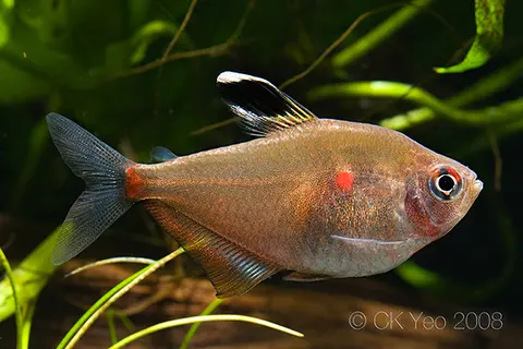 红点魮脂鲤