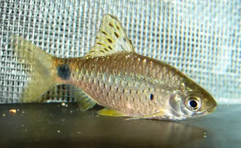Pethia punctata