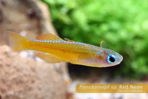 Pseudomugil sp. 'red neon'
