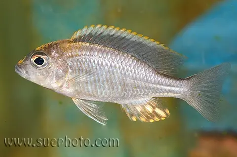 Aulonocara maylandi